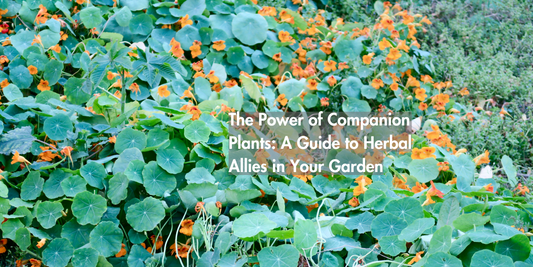 The Power of Companion Plants: A Guide to Herbal Allies in Your Garden